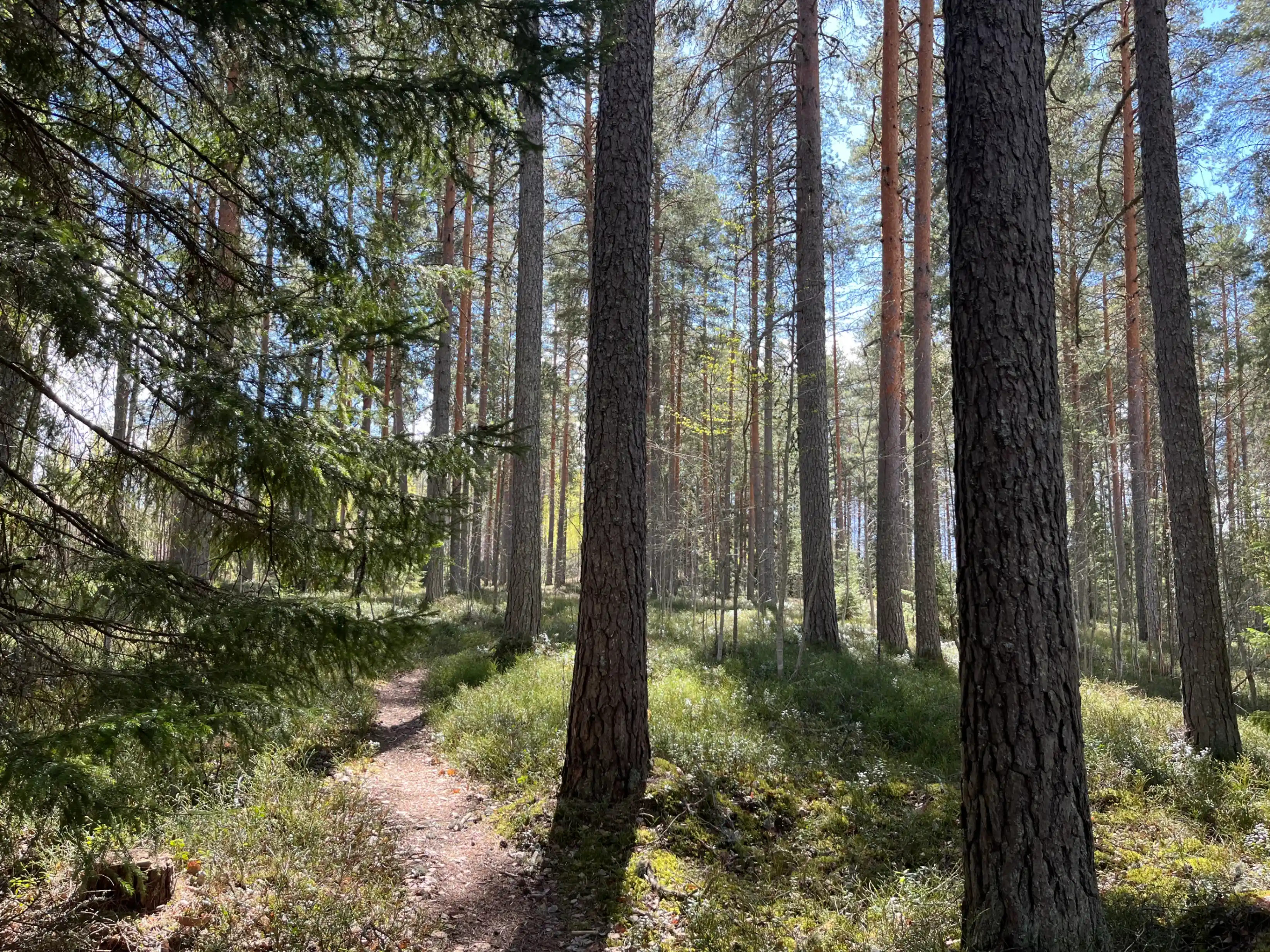 Forest