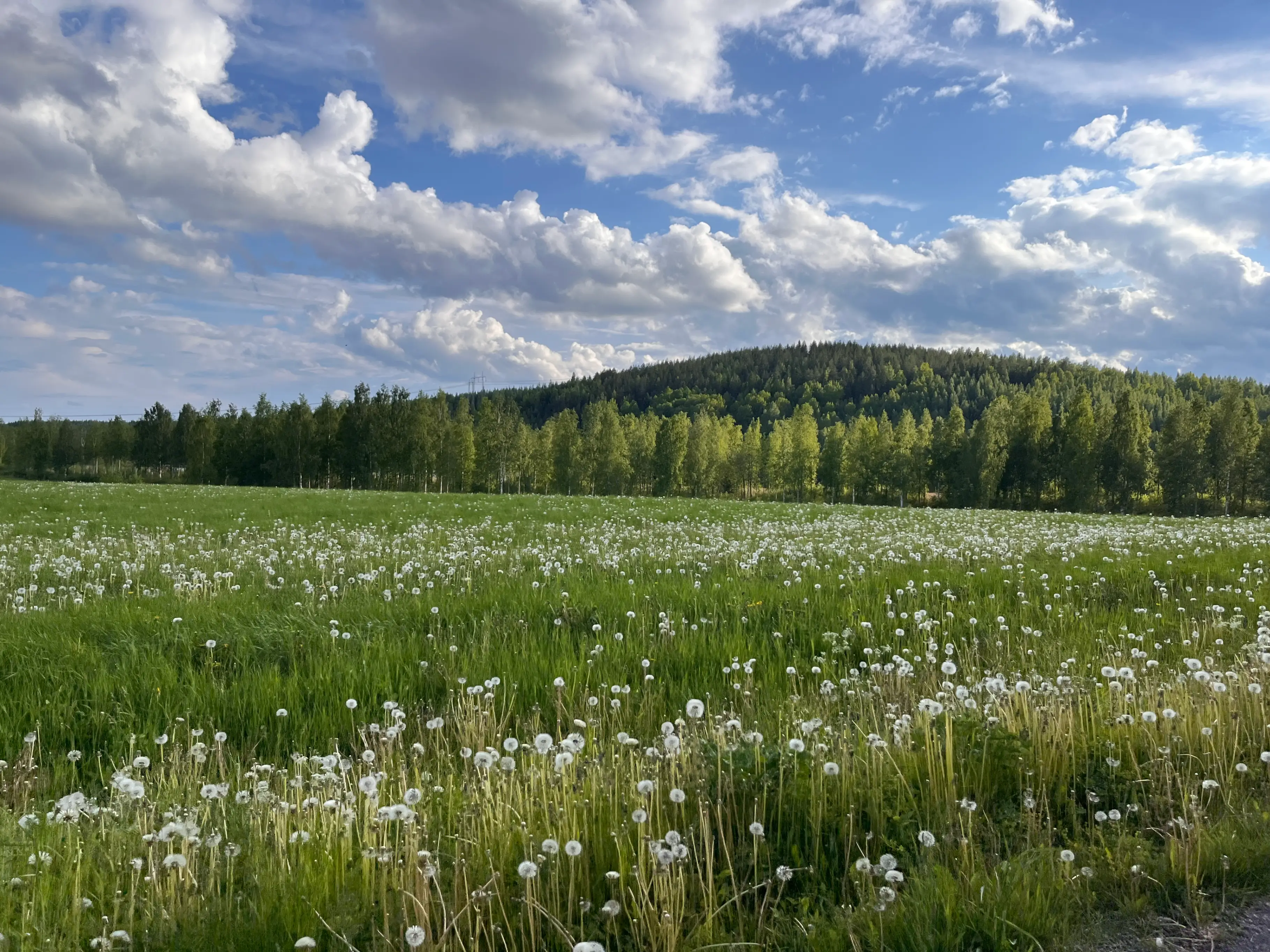Flowers n hill